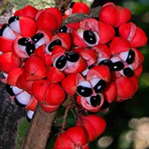 Guaraná - Termogênico Natural