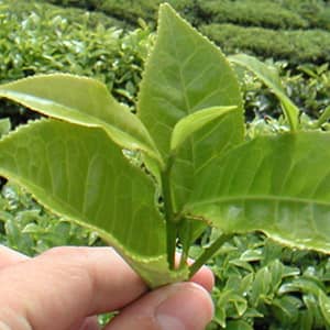 Chá Verde - Camellia sinensis - Alimento Termogênico Natural