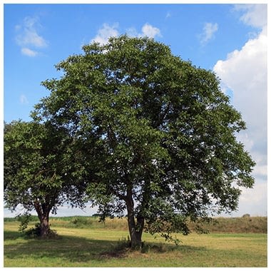 Nogueira Folhas Carya Illinoinensis Chamel Produtos Naturais