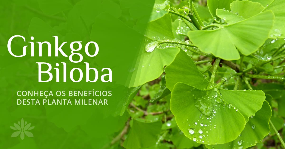 Ginkgo Biloba planta milenar com benefícios para memória e circulação