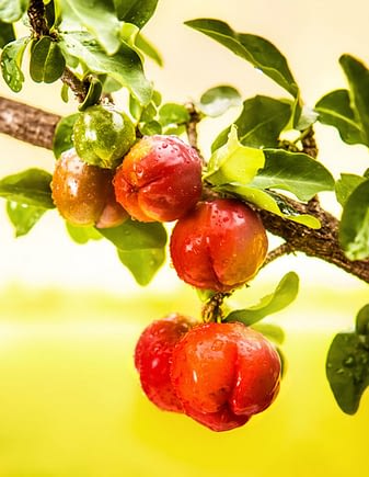 Acerola - fruta rica em Vitamina C
