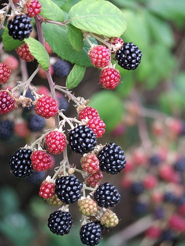 Amora Negra (Rubus spp) em cápsulas